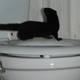 Toilet weasel